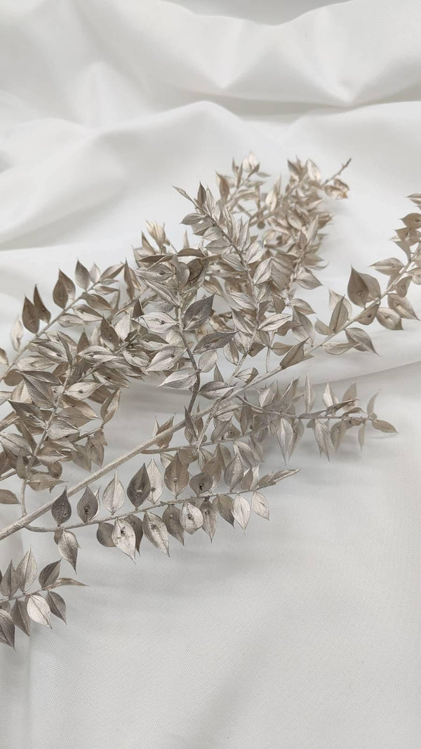 Ruscus Trockenblumen | platin silber 1 Stiel - www.Flower-Passion.com