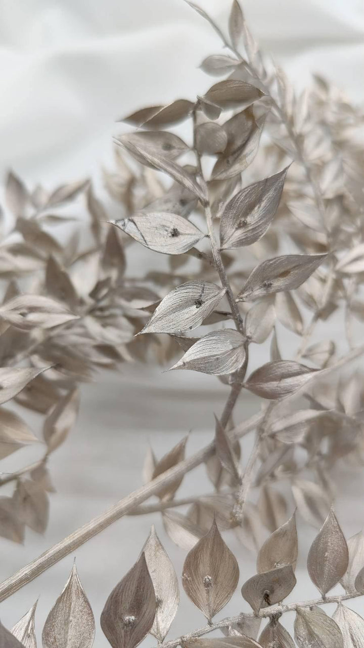 Ruscus Trockenblumen | platin silber 1 Stiel - www.Flower-Passion.com