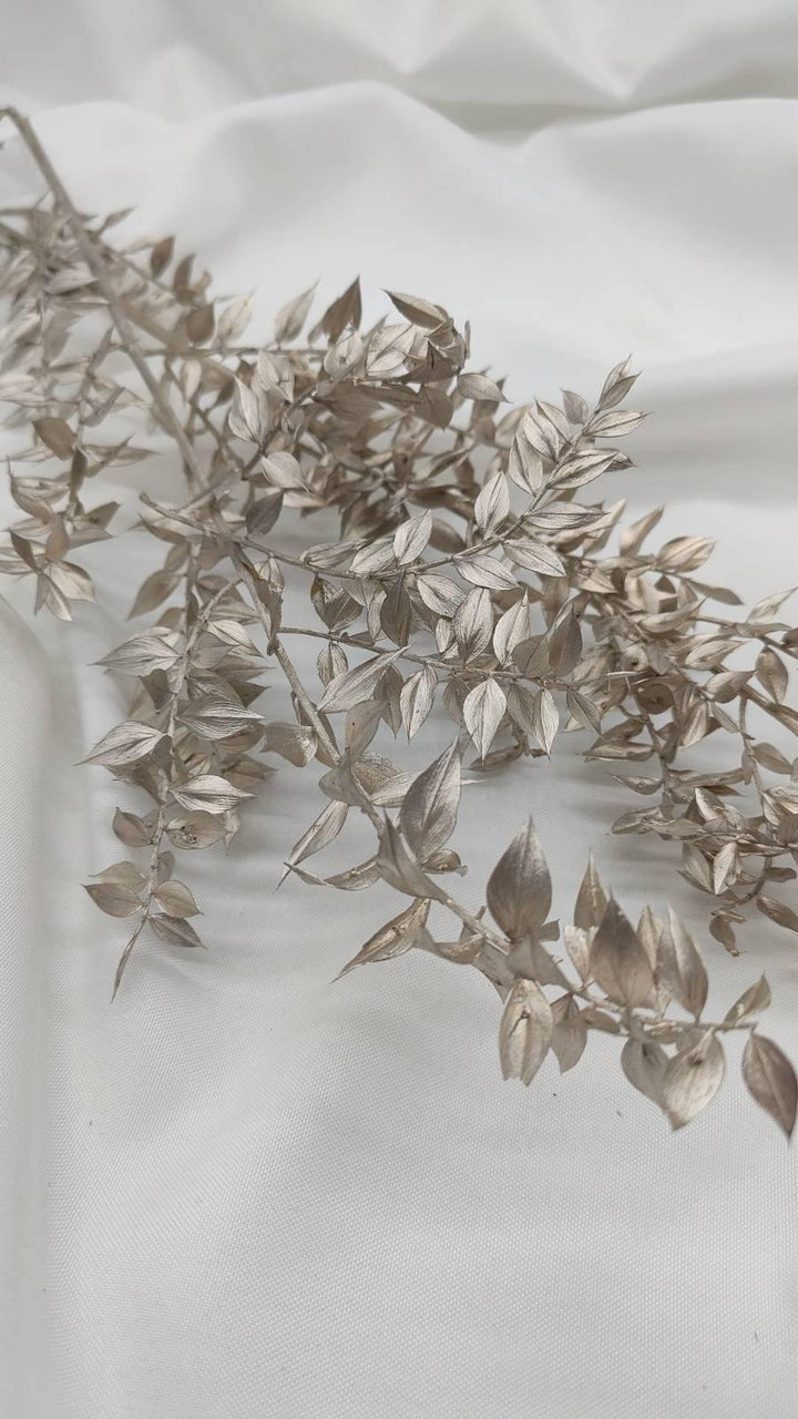 Ruscus Trockenblumen | platin silber 1 Stiel - www.Flower-Passion.com