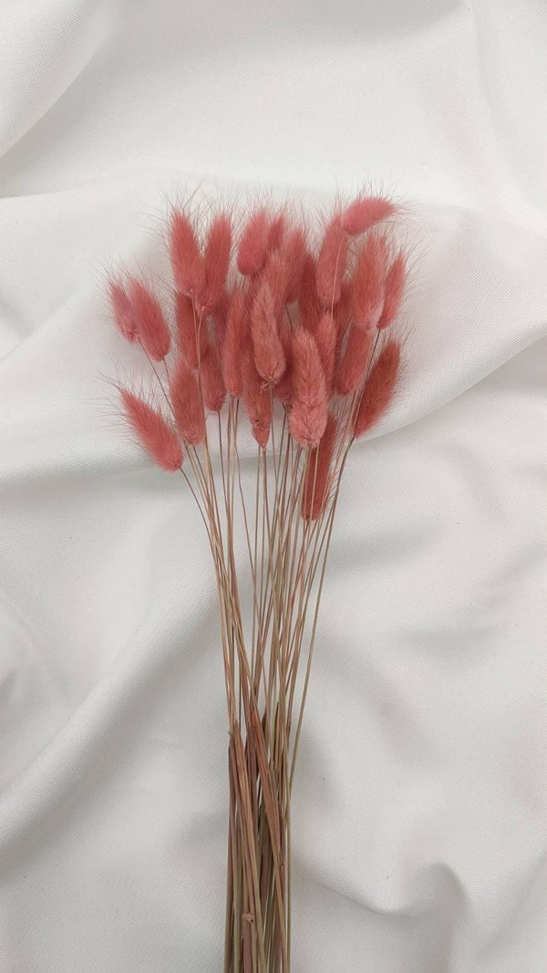 Lagurus Trockenblumen | Altpink (1 Bund) - www.Flower-Passion.com