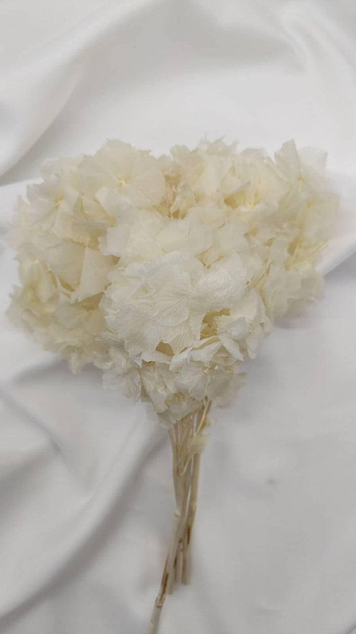 Hortensie Trockenblumen | weiß (1 Bund) - www.Flower-Passion.com