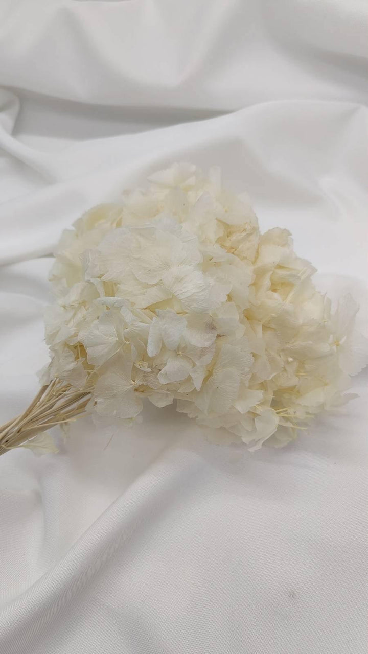 Hortensie Trockenblumen | weiß (1 Bund) - www.Flower-Passion.com