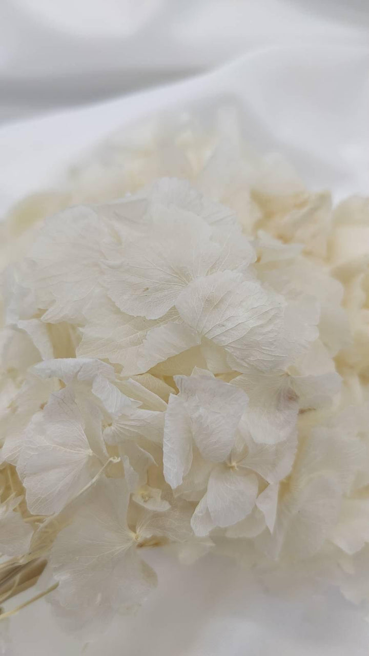 Hortensie Trockenblumen | weiß (1 Bund) - www.Flower-Passion.com