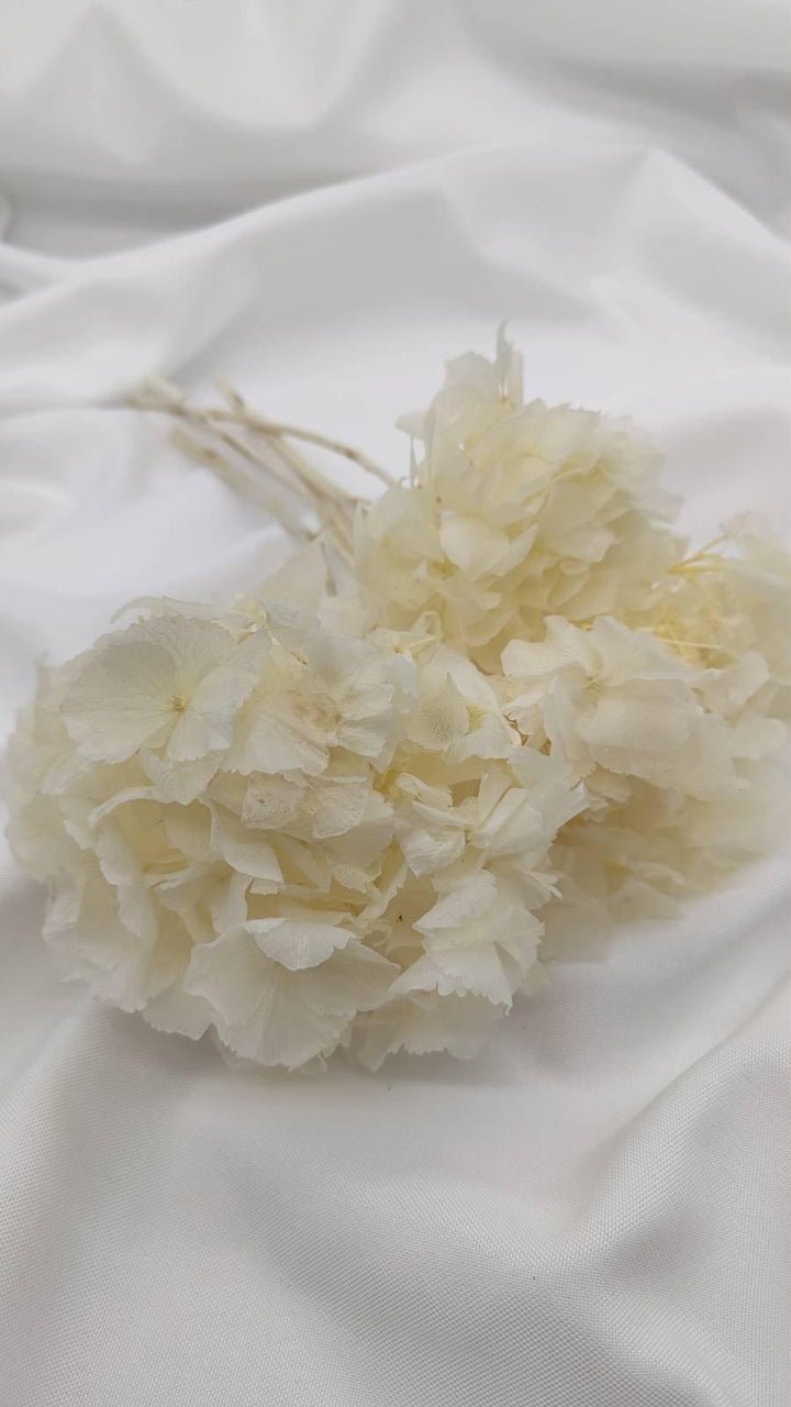 Hortensie Trockenblumen | weiß (1 Bund) - www.Flower-Passion.com