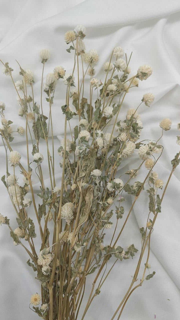 Gomphrena | creme weiß (1 Bund) - www.Flower-Passion.com