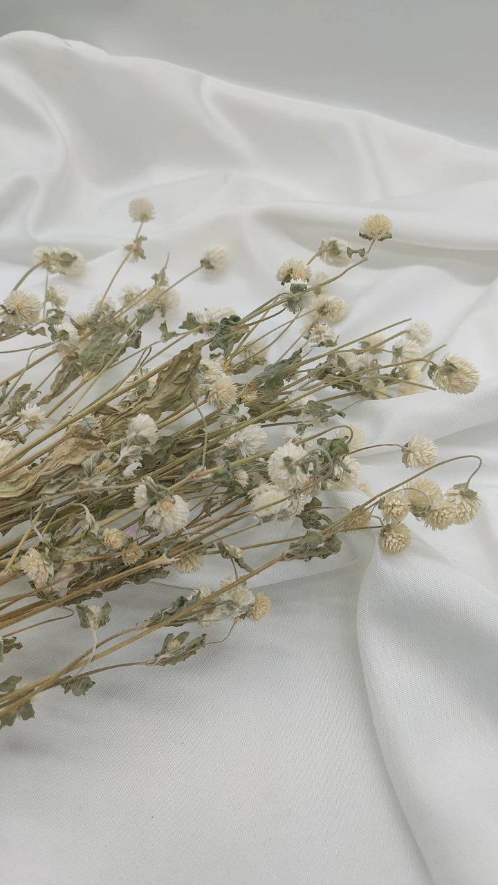 Gomphrena | creme weiß (1 Bund) - www.Flower-Passion.com