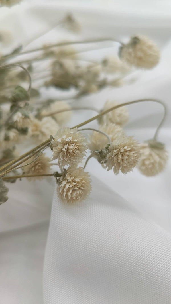 Gomphrena | creme weiß (1 Bund) - www.Flower-Passion.com