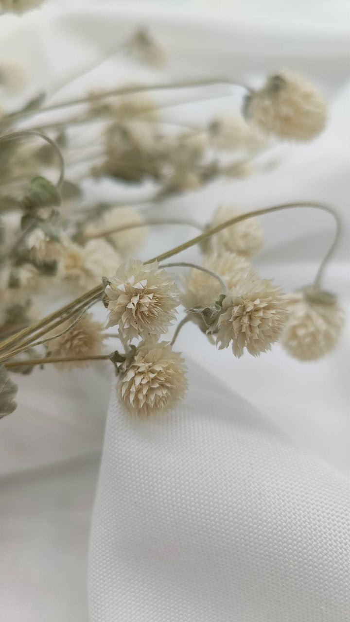 Gomphrena | creme weiß (1 Bund) - www.Flower-Passion.com