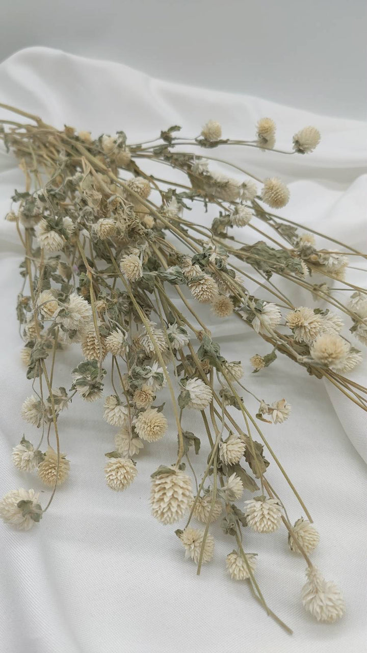 Gomphrena | creme weiß (1 Bund) - www.Flower-Passion.com