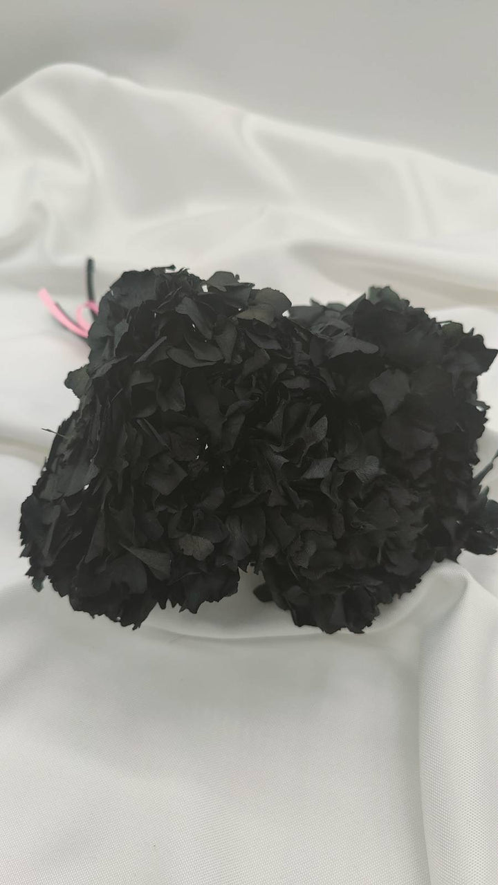 Hortensie Trockenblumen | schwarz (1 Bund) - www.Flower-Passion.com