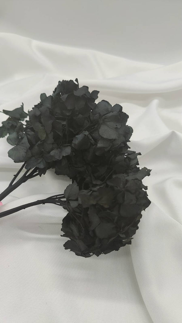 Hortensie Trockenblumen | schwarz (1 Bund) - www.Flower-Passion.com