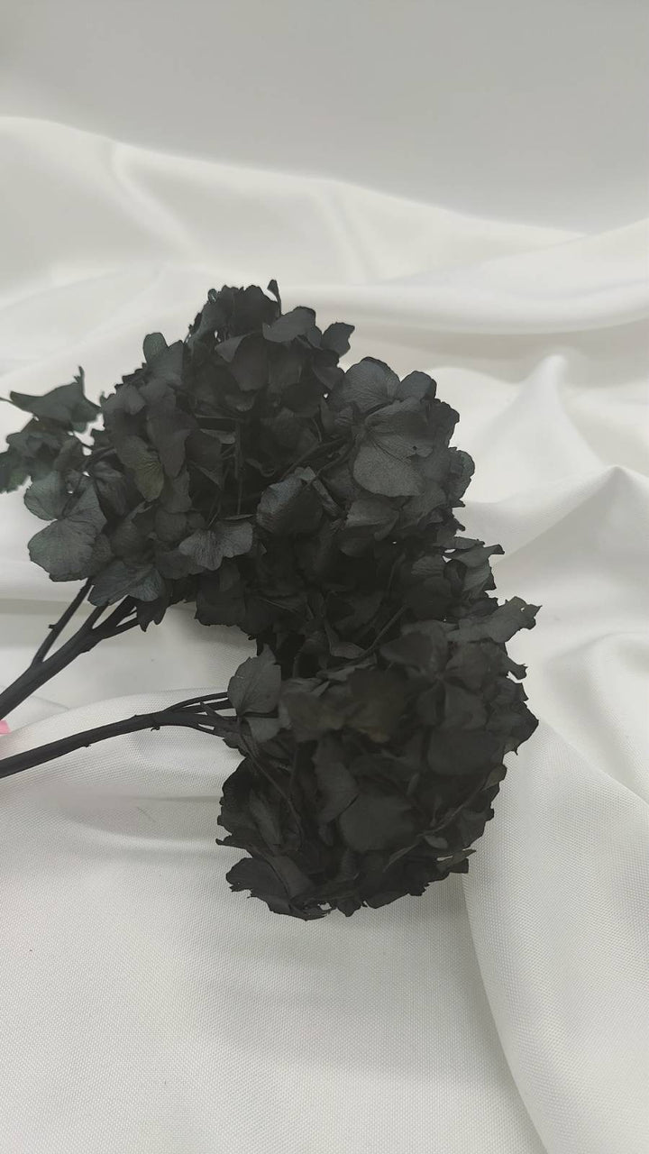 Hortensie Trockenblumen | schwarz (1 Bund) - www.Flower-Passion.com