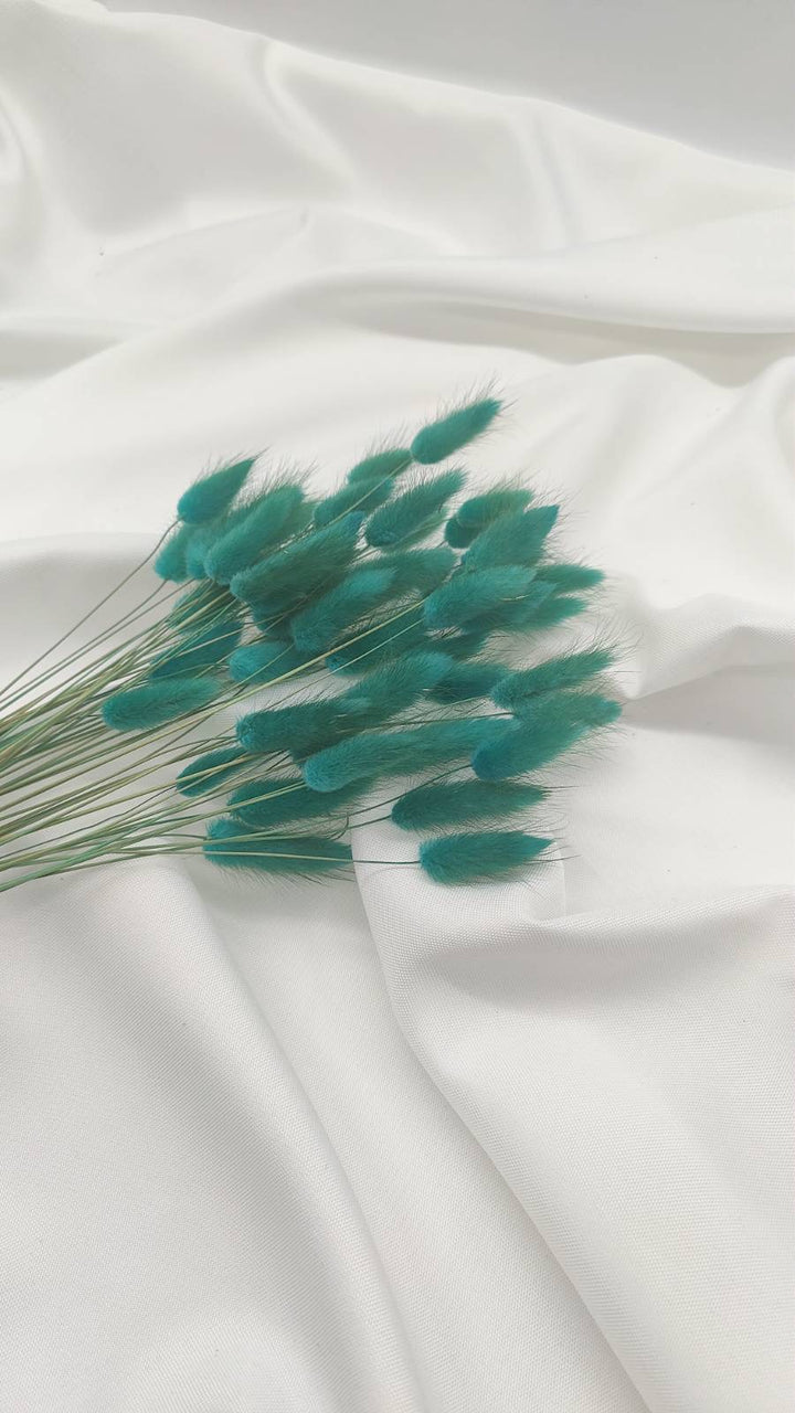 Lagurus Trockenblumen | petrol-türkis (1 Bund) - www.Flower-Passion.com