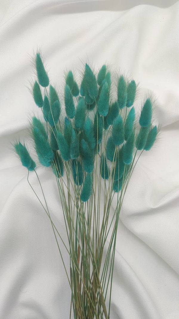 Lagurus Trockenblumen | petrol-türkis (1 Bund) - www.Flower-Passion.com