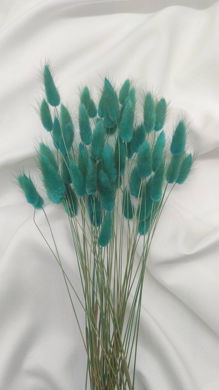 Lagurus Trockenblumen | petrol-türkis (1 Bund) - www.Flower-Passion.com