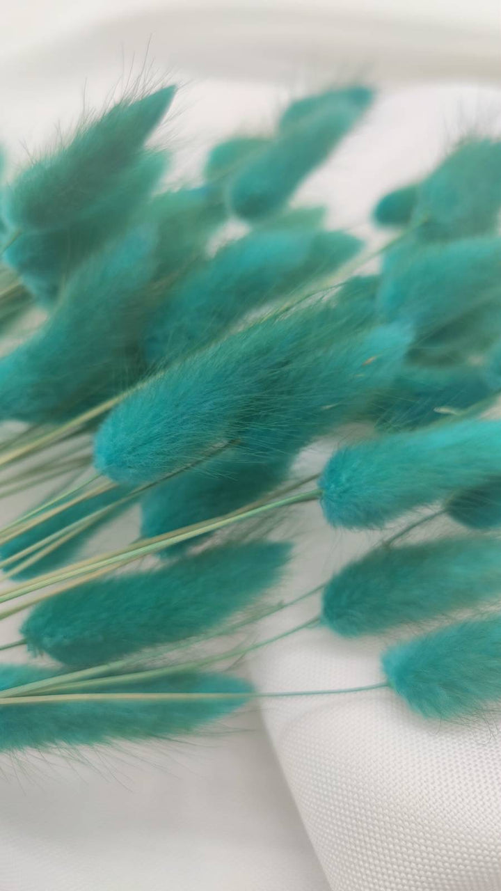 Lagurus Trockenblumen | petrol-türkis (1 Bund) - www.Flower-Passion.com