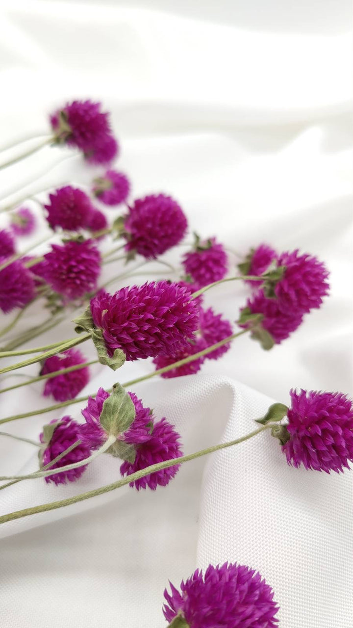 Gomphrena | violett (1 Bund) - www.Flower-Passion.com