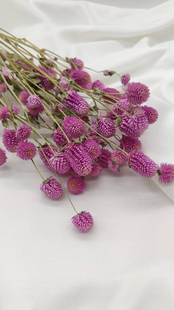 Gomphrena | rosa (1 Bund) - www.Flower-Passion.com