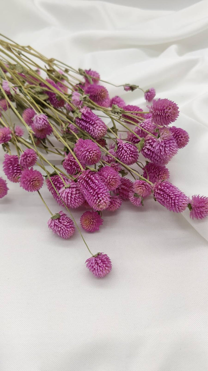 Gomphrena | rosa (1 Bund) - www.Flower-Passion.com