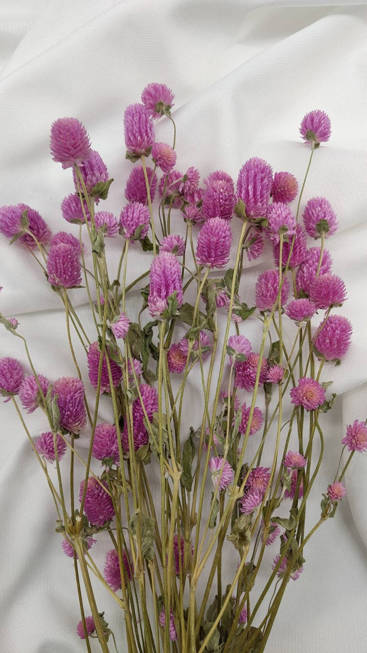 Gomphrena | rosa (1 Bund) - www.Flower-Passion.com