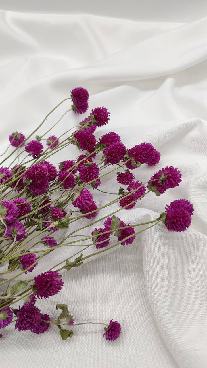 Gomphrena | violett (1 Bund) - www.Flower-Passion.com