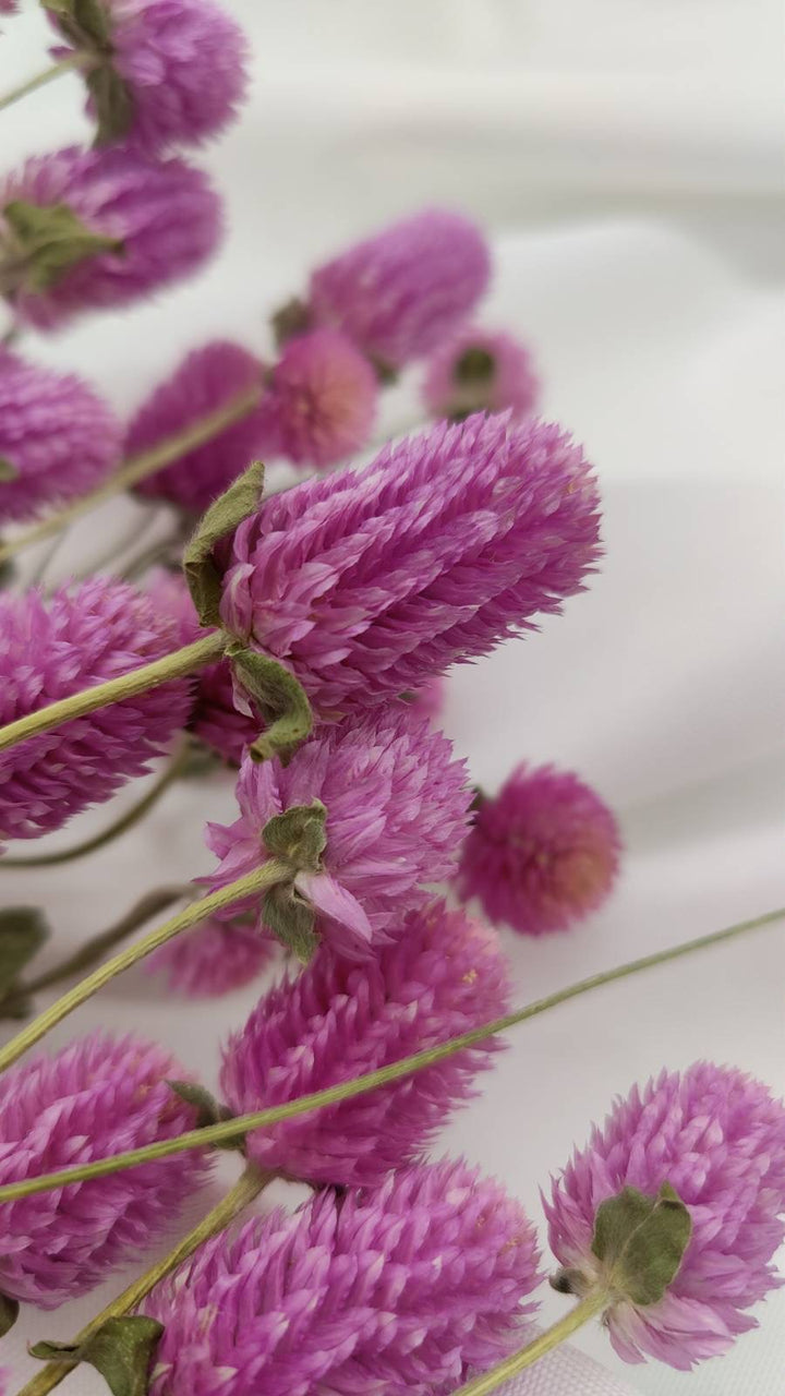 Gomphrena | rosa (1 Bund) - www.Flower-Passion.com