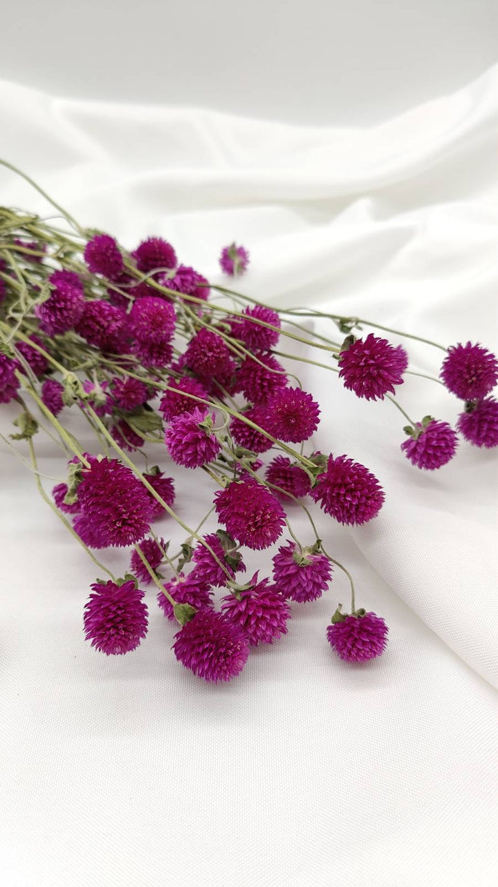 Gomphrena | violett (1 Bund) - www.Flower-Passion.com