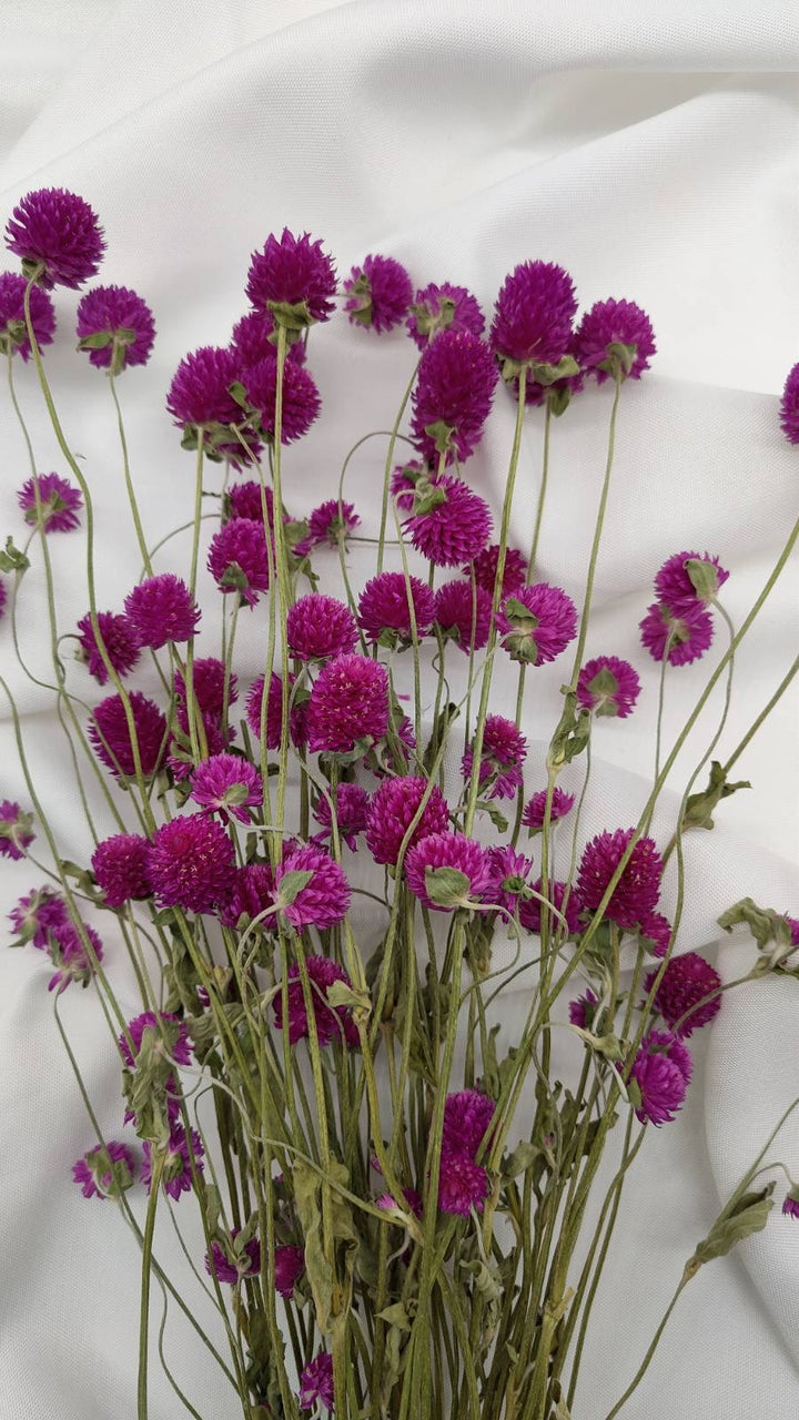 Gomphrena | violett (1 Bund) - www.Flower-Passion.com