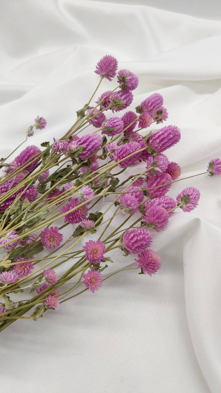 Gomphrena | rosa (1 Bund) - www.Flower-Passion.com