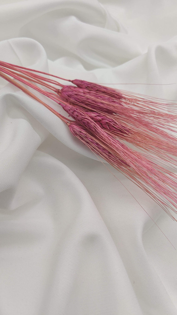 Weizen Trockenblumen | Rosa (1 Bund) - www.Flower-Passion.com