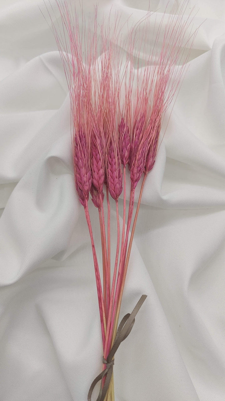 Weizen Trockenblumen | Rosa (1 Bund) - www.Flower-Passion.com