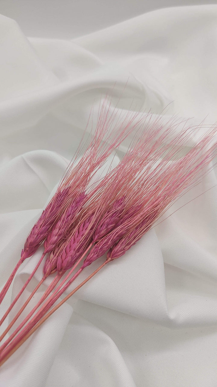 Weizen Trockenblumen | Rosa (1 Bund) - www.Flower-Passion.com