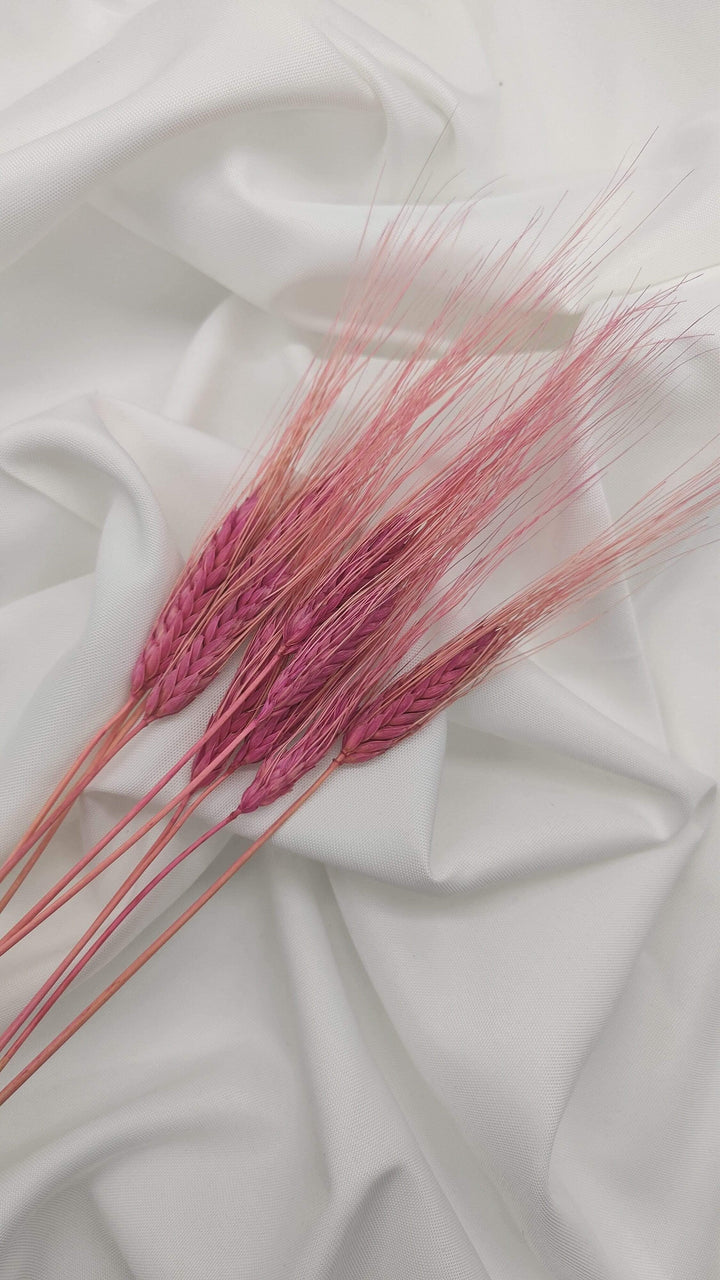 Weizen Trockenblumen | Rosa (1 Bund) - www.Flower-Passion.com