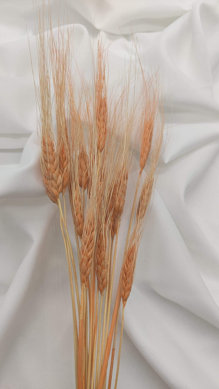 Weizen Trockenblumen | Orange (1 Bund) - www.Flower-Passion.com