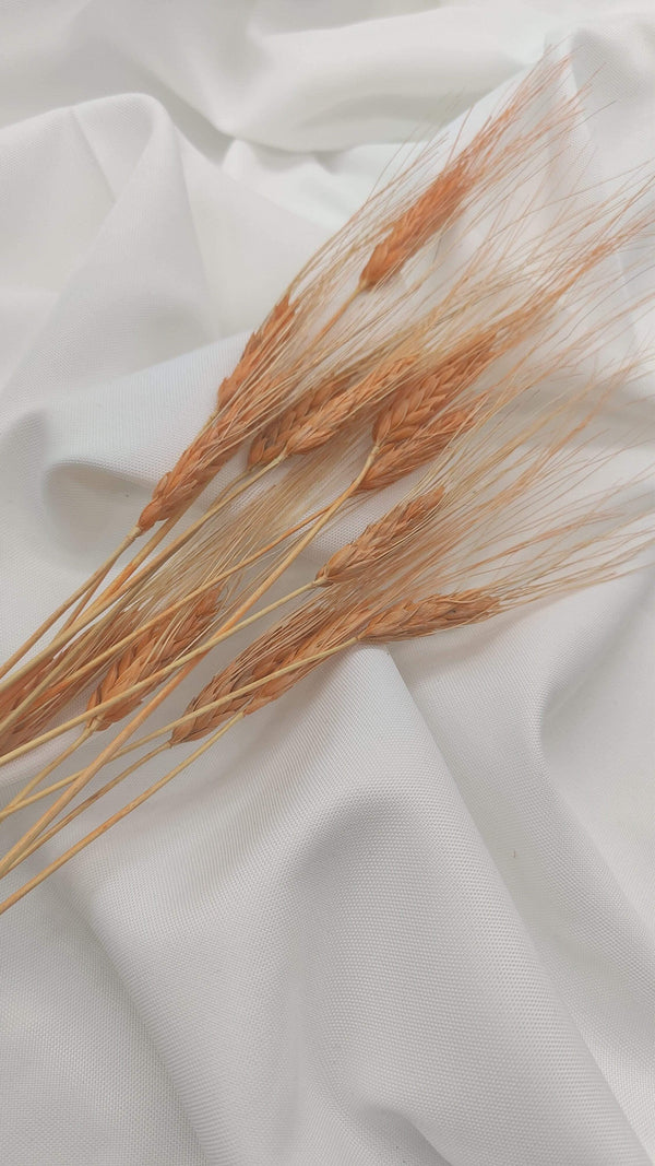 Weizen Trockenblumen | Orange (1 Bund) - www.Flower-Passion.com