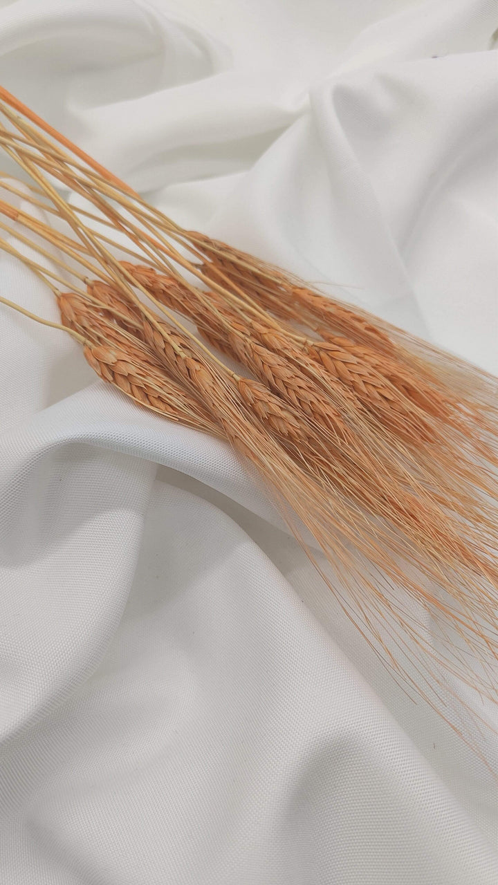 Weizen Trockenblumen | Orange (1 Bund) - www.Flower-Passion.com