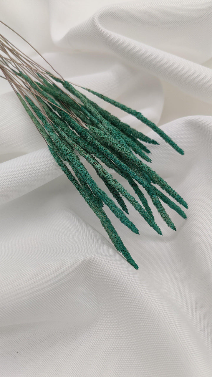 Phleum Trockenblumen | Grün (1 Bund) - www.Flower-Passion.com