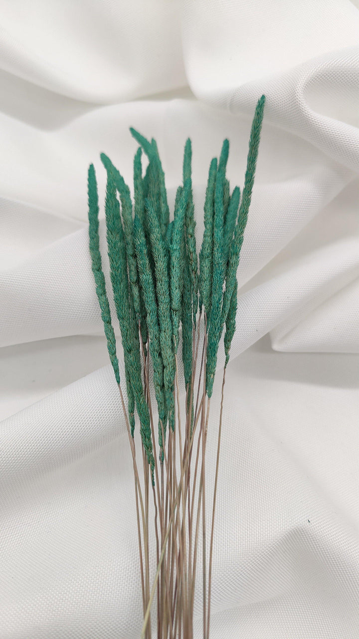 Phleum Trockenblumen | Grün (1 Bund) - www.Flower-Passion.com