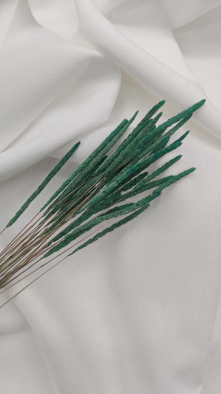 Phleum Trockenblumen | Grün (1 Bund) - www.Flower-Passion.com