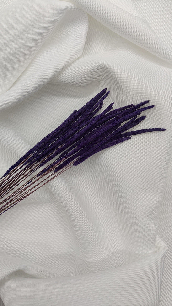 Phleum Trockenblumen Lila | (1 Bund) - www.Flower-Passion.com