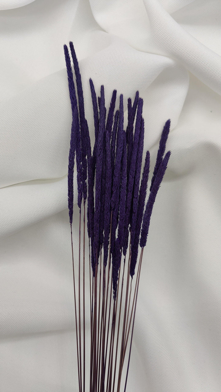 Phleum Trockenblumen Lila | (1 Bund) - www.Flower-Passion.com