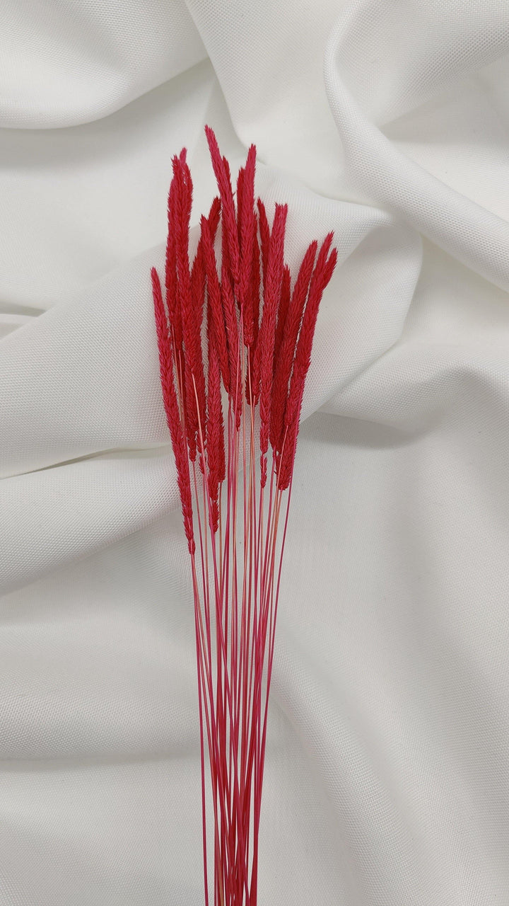 Phleum Trockenblumen Magenta | (1 Bund) - www.Flower-Passion.com