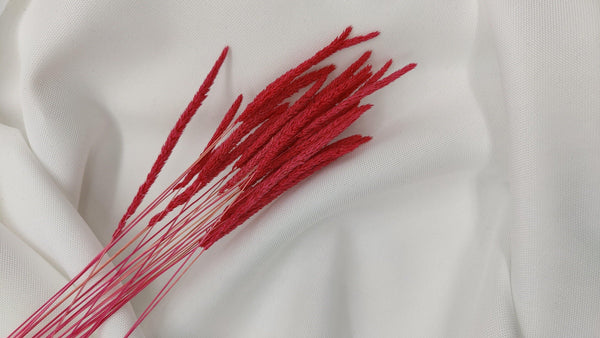 Phleum Trockenblumen Magenta | (1 Bund) - www.Flower-Passion.com