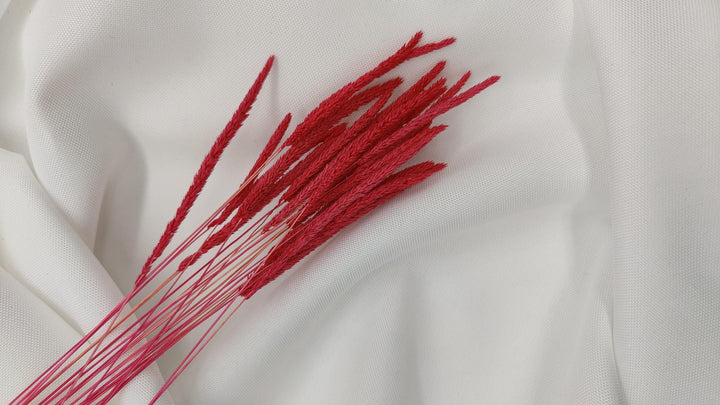 Phleum Trockenblumen Magenta | (1 Bund) - www.Flower-Passion.com