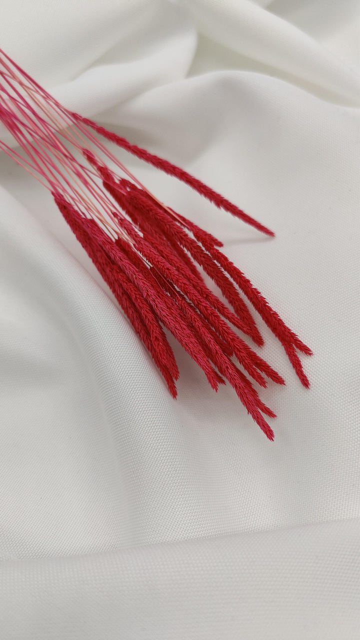 Phleum Trockenblumen Magenta | (1 Bund) - www.Flower-Passion.com