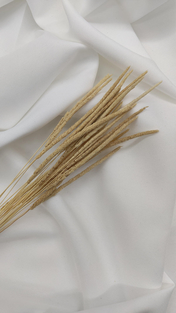 Phleum Trockenblumen Natur Beige | (1 Bund) - www.Flower-Passion.com