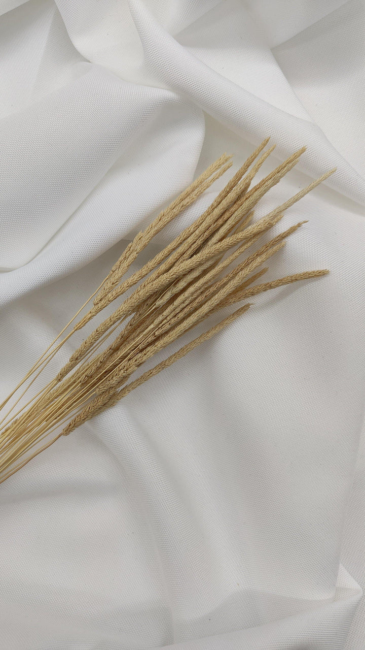 Phleum Trockenblumen Natur Beige | (1 Bund) - www.Flower-Passion.com