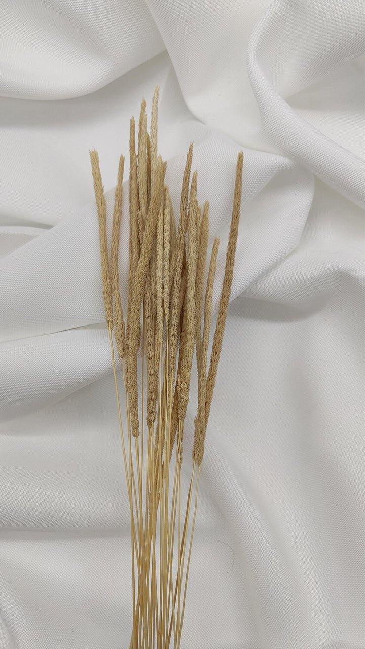 Phleum Trockenblumen Natur Beige | (1 Bund) - www.Flower-Passion.com