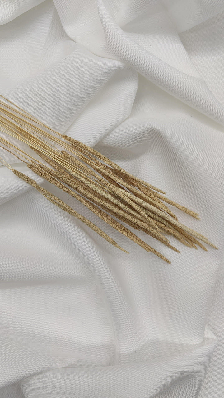 Phleum Trockenblumen Natur Beige | (1 Bund) - www.Flower-Passion.com