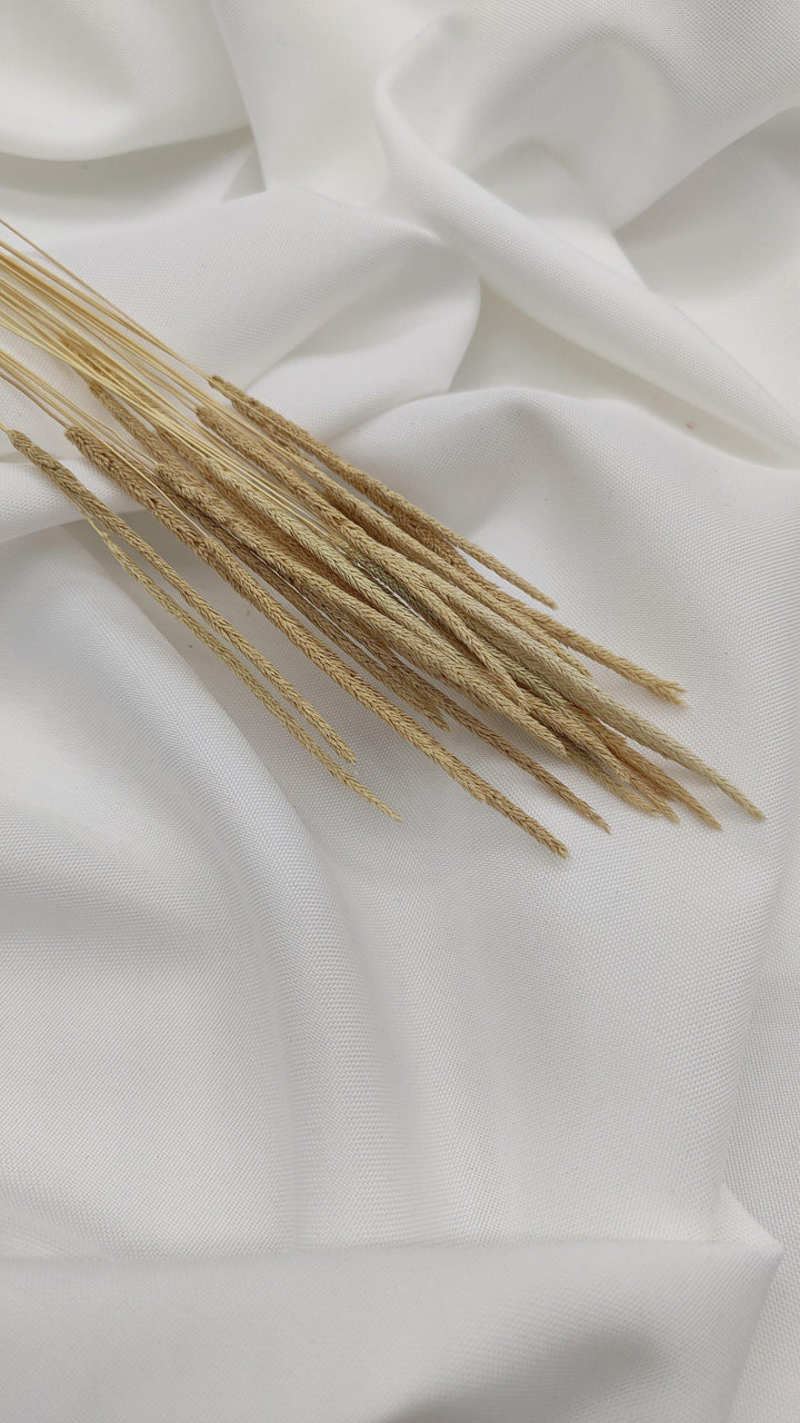 Phleum Trockenblumen Natur Beige | (1 Bund) - www.Flower-Passion.com